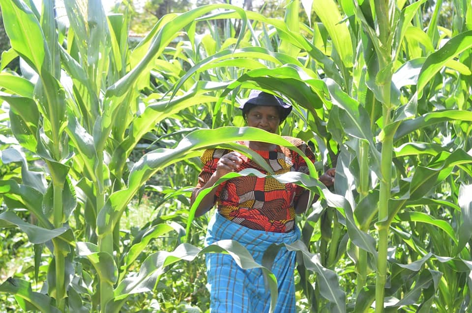 widow in her farm
