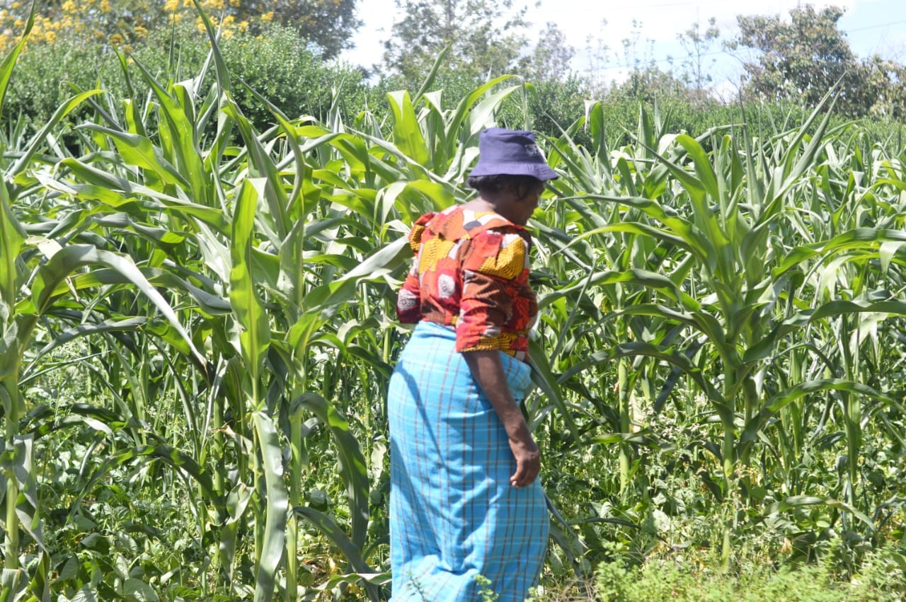 widow in her farm